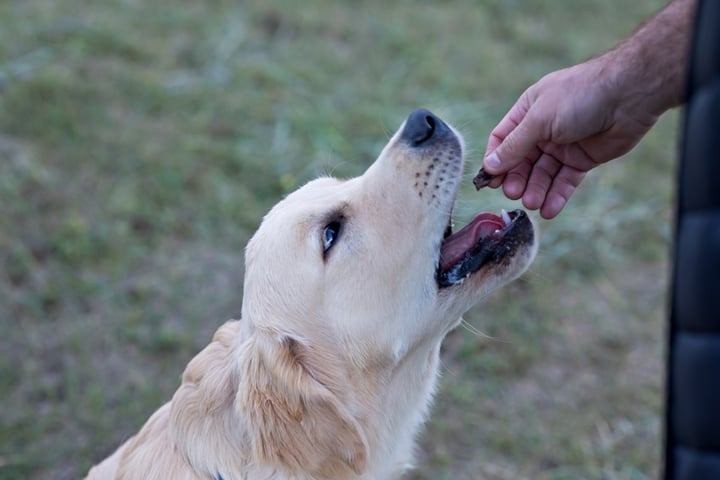 Best <strong>Training Treats</strong> for Dogs
