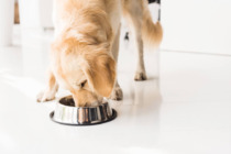 Best Dog Food Brands 2025
