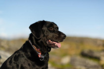 Bird Flu and Raw Food: Should Dog Parents Worry About Avian Influenza?