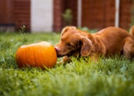 Can Dogs Eat Pumpkin?