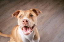 FDA Urges Pet Food Manufacturers to Revamp Safety Plans to Address ‘Bird Flu’ Risks