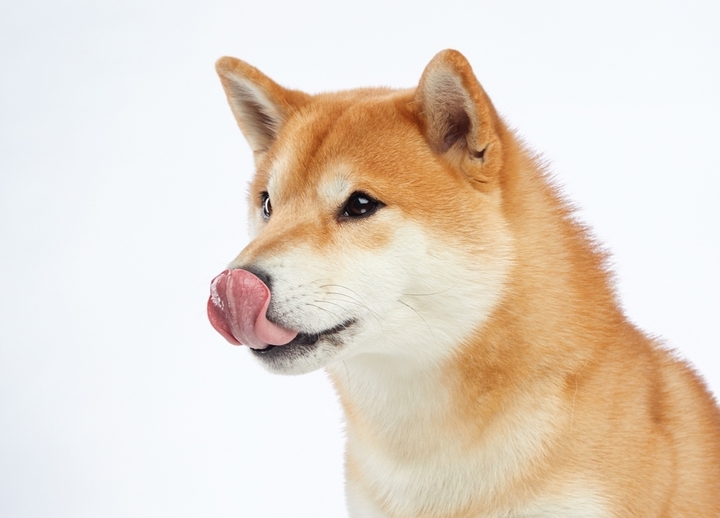 Shiba Inu Dog Breed: Size, Personality and More
