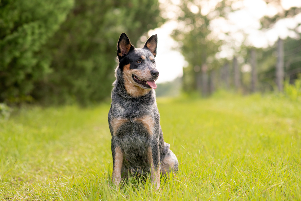 Best Dog Food for <strong>Blue Heelers</strong>