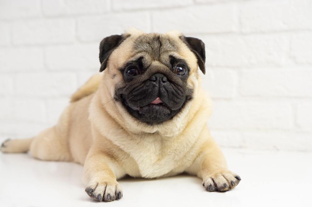 Best Dog Foods for <strong>Pugs</strong>