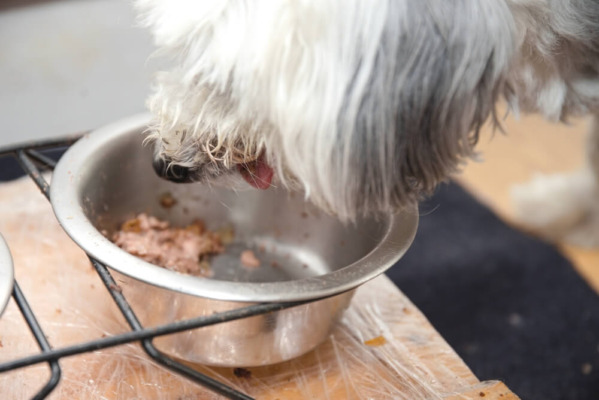 Best Wet Food for Dogs With A <strong>Sensitive Stomach</strong>