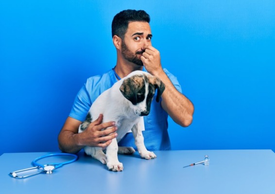 Best Dog Foods for <strong>Gassy </strong>Dogs