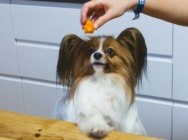 The Top 10 Superfoods for Dogs