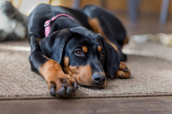 Can DNA Testing Help You Feed Your Dog Better? Discover How